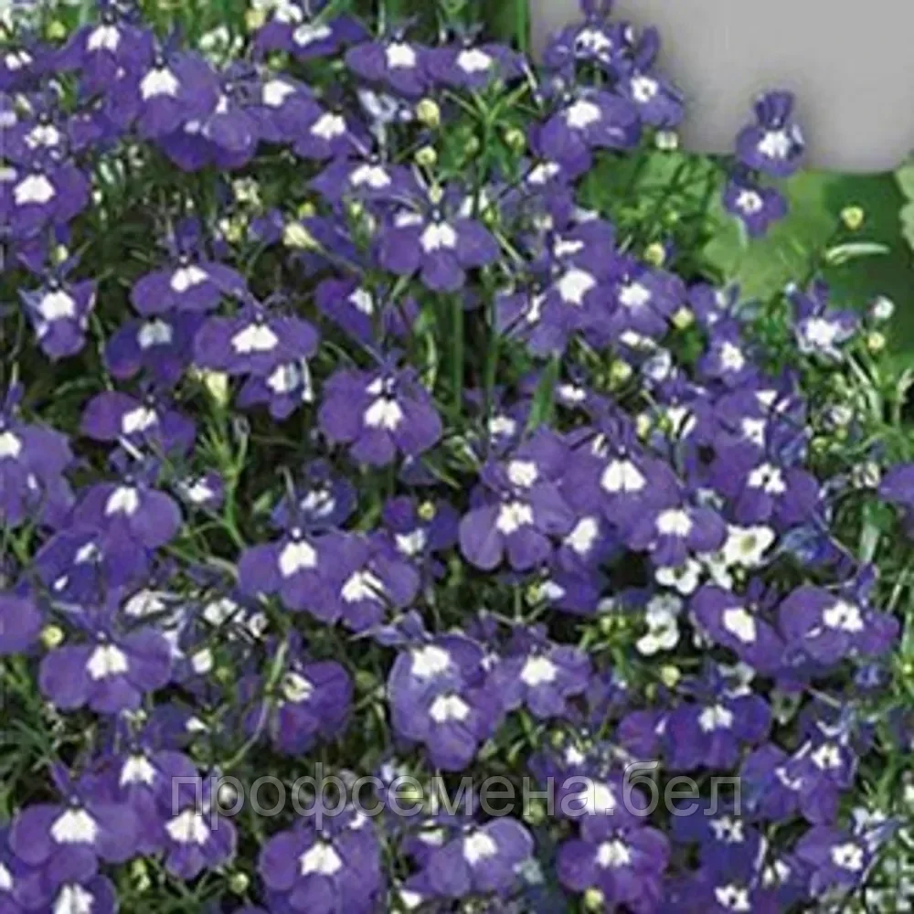 Лобелия голубой бриз, семена, 0,02гр, Польша, (са) - фото 1 - id-p218223773