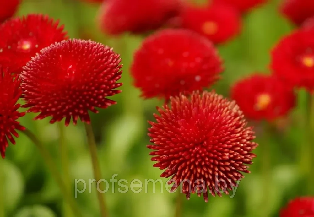 Маргаритка Красный шар, семена, 0,05гр, Польша, (са) - фото 1 - id-p218224065