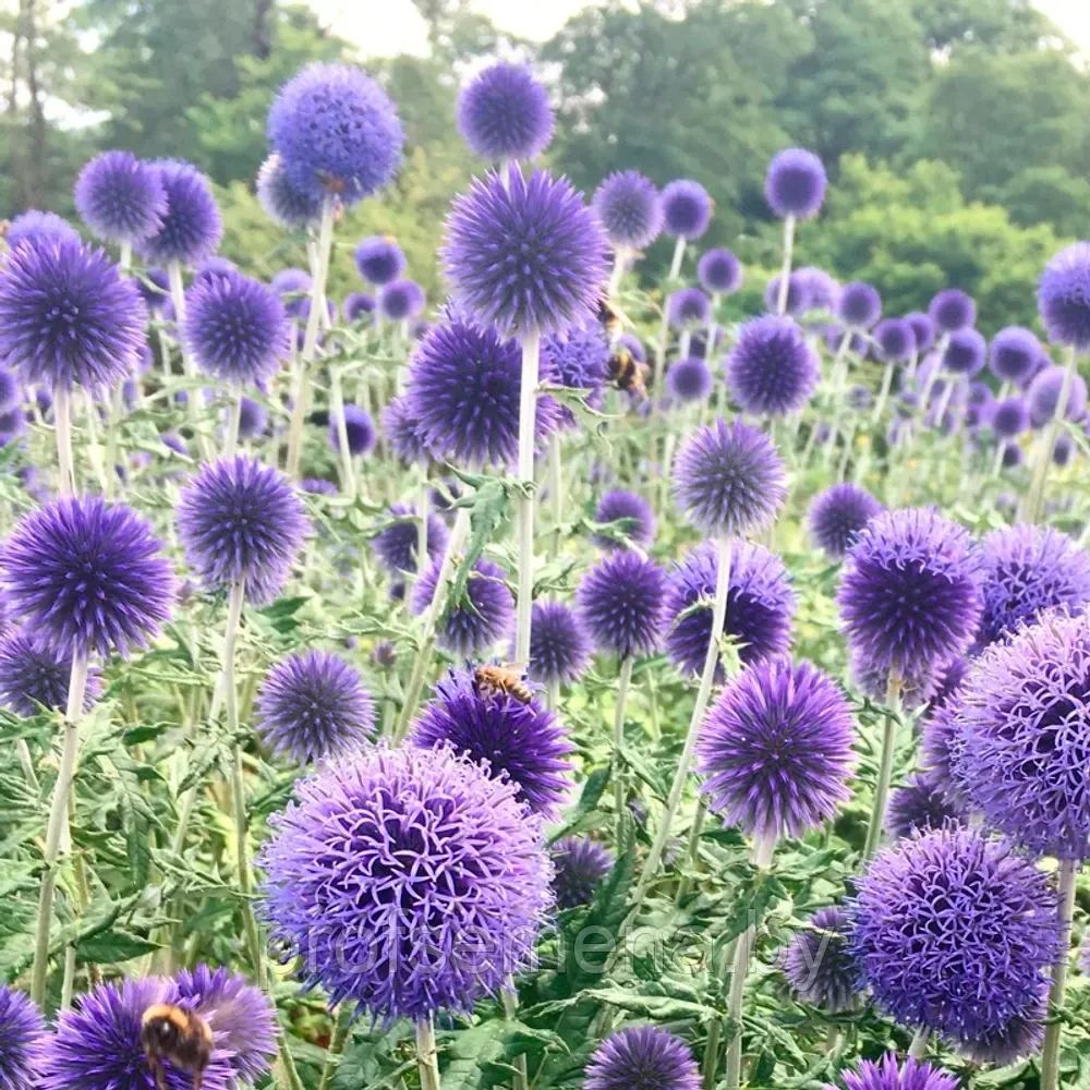 Мордовник фиолетовый обыкновенный, семена, 0,2гр., Польша, (са)