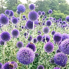 Мордовник фиолетовый обыкновенный, семена, 0,2гр., Польша, (са)