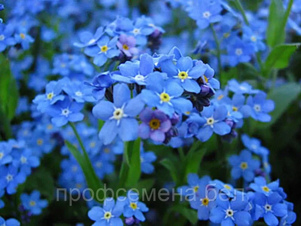 Незабудка голубая, семена, 0,1гр., Польша, (са) - фото 1 - id-p218224094