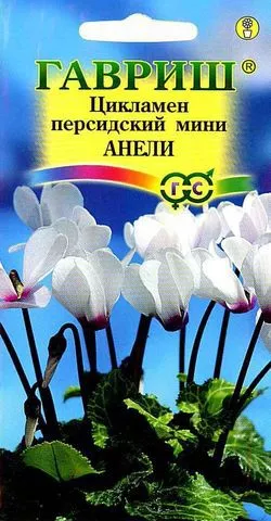Цикламен персидский Анели 3шт Гавриш