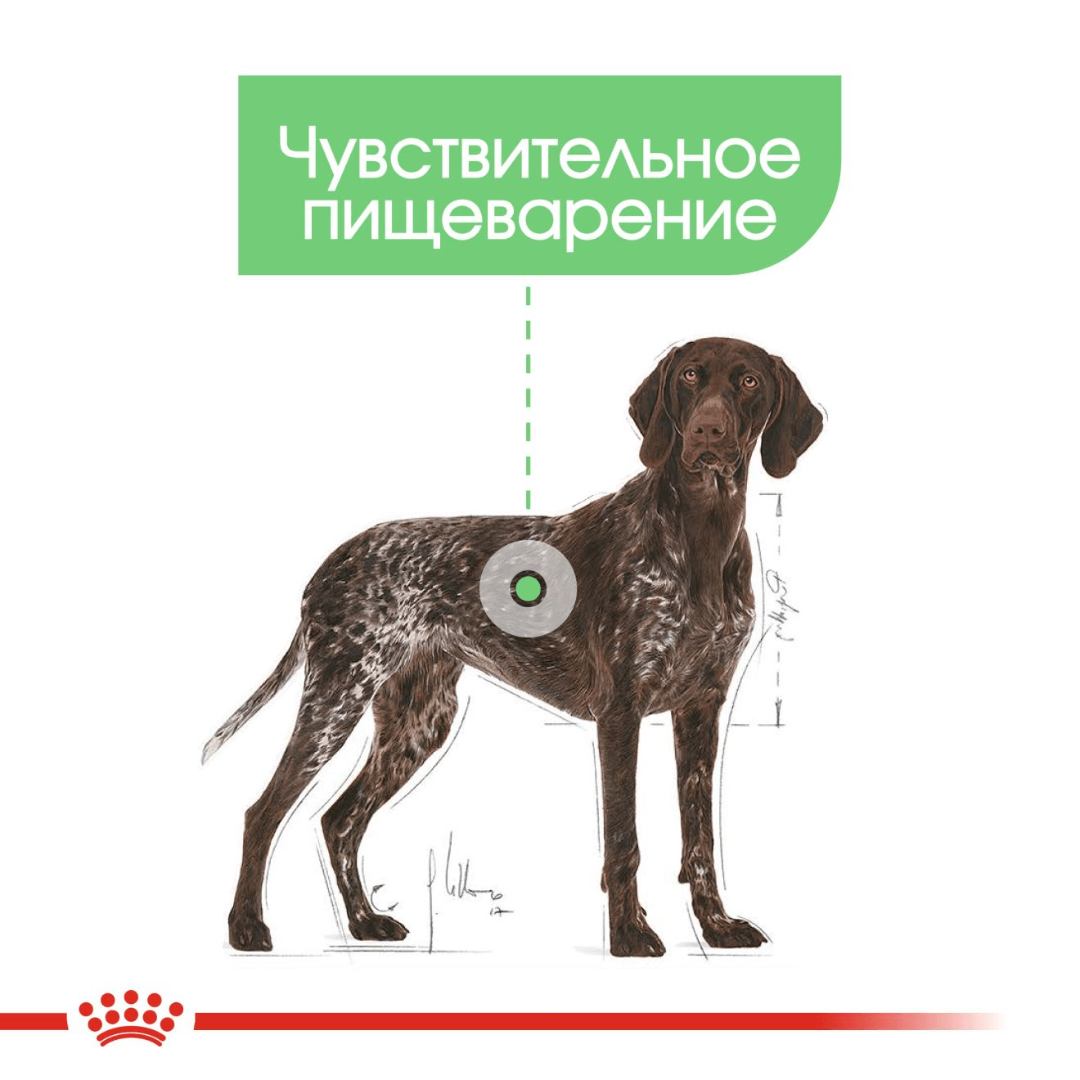 Royal Canin Digestive Care Maxi, 3 кг - фото 5 - id-p218321283