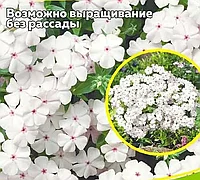 Флокс друммонда Белое море, семена, 0,1гр., Польша, (са)
