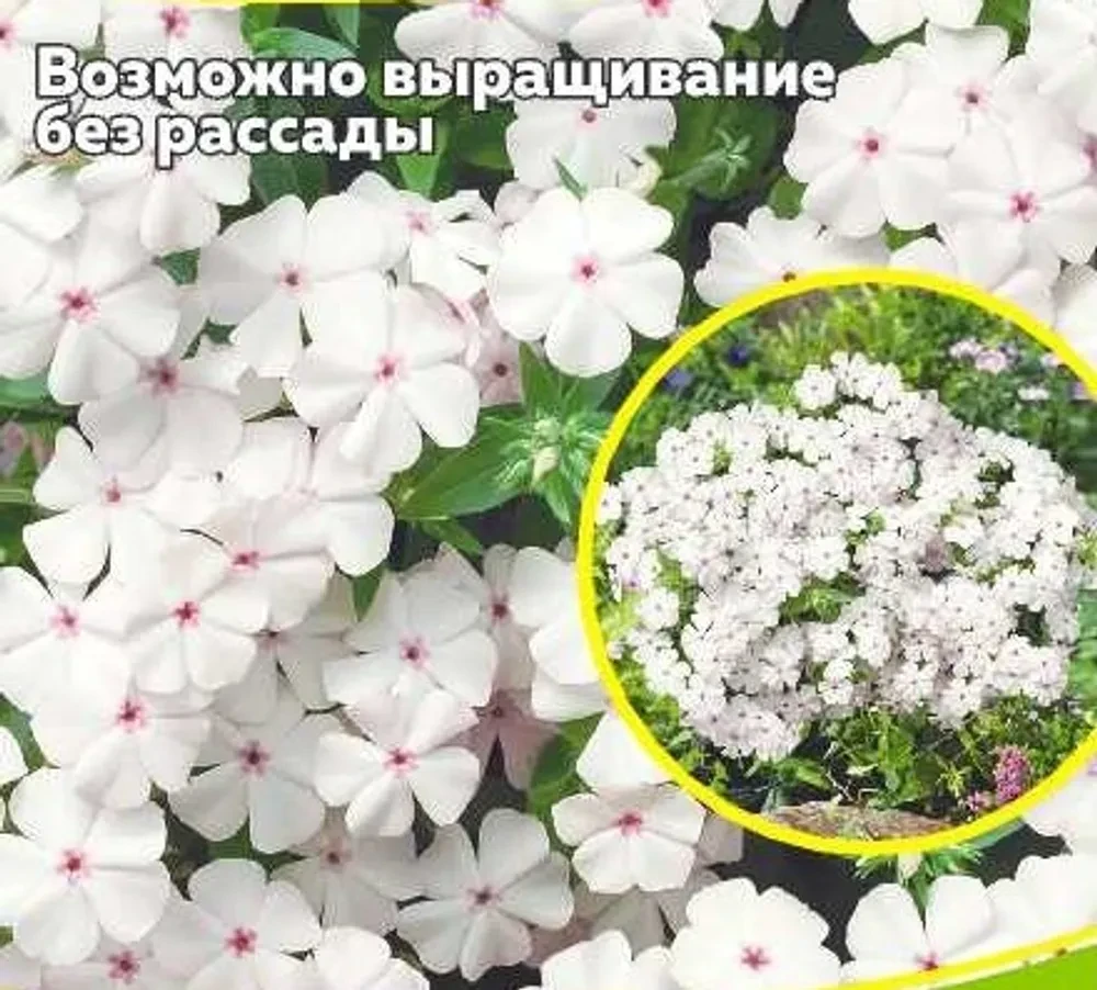 Флокс друммонда черри карамель
