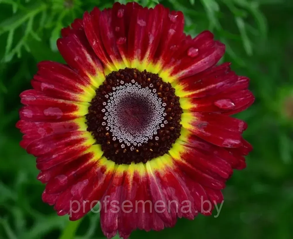Хризантема Пламя килеватая, семена, 0,1гр., Польша, (са) - фото 1 - id-p218328275