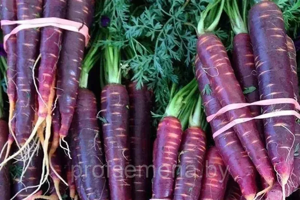 Морковь чурчхела фиолетовая, семена, 0,2гр., Польша, (са)