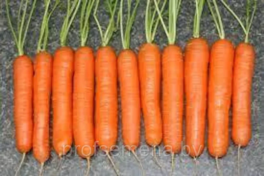 Морковь ранняя Нантская, семена, 2гр., (аэ) - фото 1 - id-p218329097