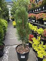 Сосна черная Пирамидалис (Pinus nigra Pyramidalis) С5