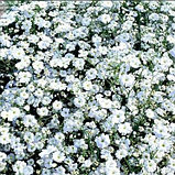 Гипсофила изящная "Ковент Гарден Маркет", Голландия (0,3 гр), фото 2