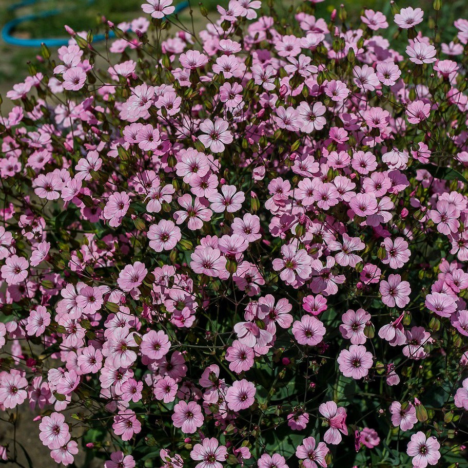 Гипсофила изящная Розовая, Голландия (0,3 гр) - фото 2 - id-p218359125