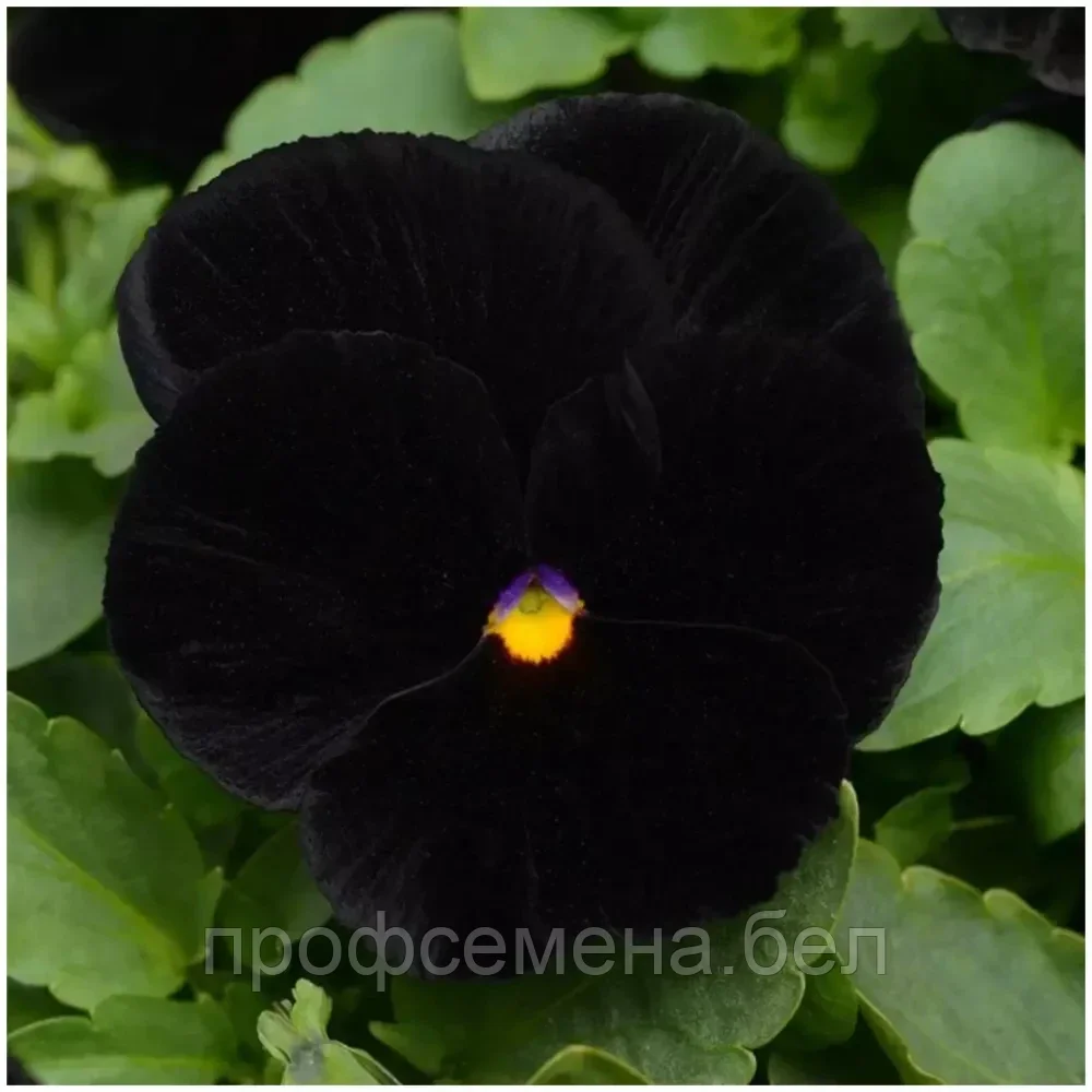 Виола корнута Корина F1, насыщенно-черная, смесь, семена, 10шт., (чп) - фото 1 - id-p218377309