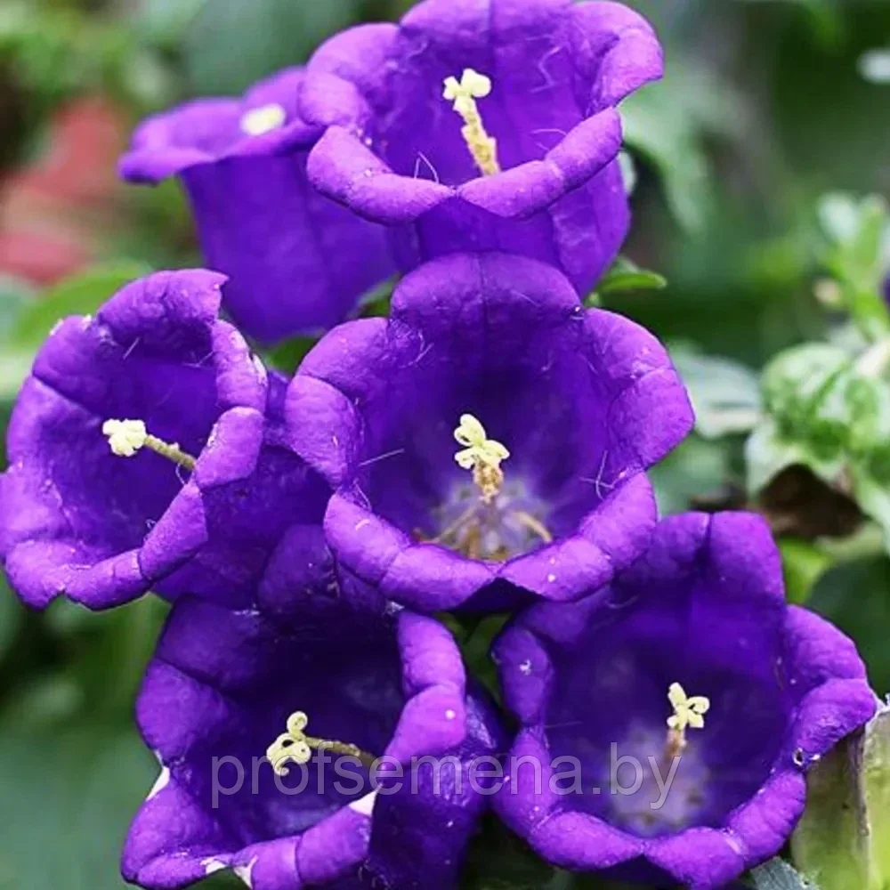 Колокольчик Фиолетовое сияние, семена, 0,1гр., (аэ) - фото 1 - id-p218388598