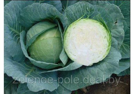 Капуста б/к Грин Бой F1 15шт Знакомый Вкус
