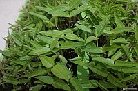 Микрозелень Фасоль золотистая, семена, 5гр., (аэ)