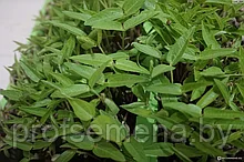 Микрозелень Фасоль золотистая, семена, 5гр., (аэ)
