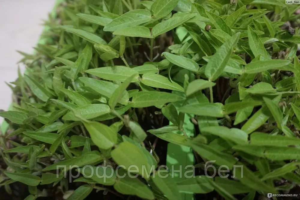 Микрозелень Фасоль золотистая, семена, 5гр., (аэ) - фото 1 - id-p218430761