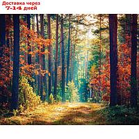Фотобаннер, 250 × 200 см, с фотопечатью, люверсы шаг 1 м, "Осенний лес"
