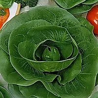 Салат цикорий кочанный Летний, семена, 0,5гр, (аэ)