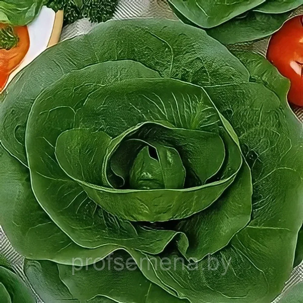 Салат цикорий кочанный Летний, семена, 0,5гр, (аэ) - фото 1 - id-p218432615