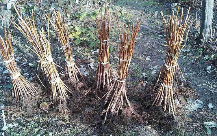 Саженец малины желтой, сорт "Золотые купола" ОПТОМ, фото 2