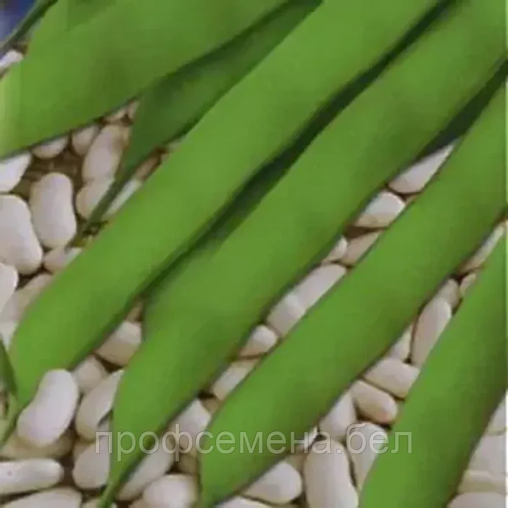 Фасоль овощная Московская белая зелёностручковая 556, семена, 5гр., (аэ) - фото 1 - id-p218480015