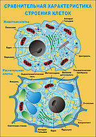 Стенд по биологии "Строение клетки" (размер 100*88 см)