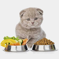 Выбор корма для кошек: с чего начать