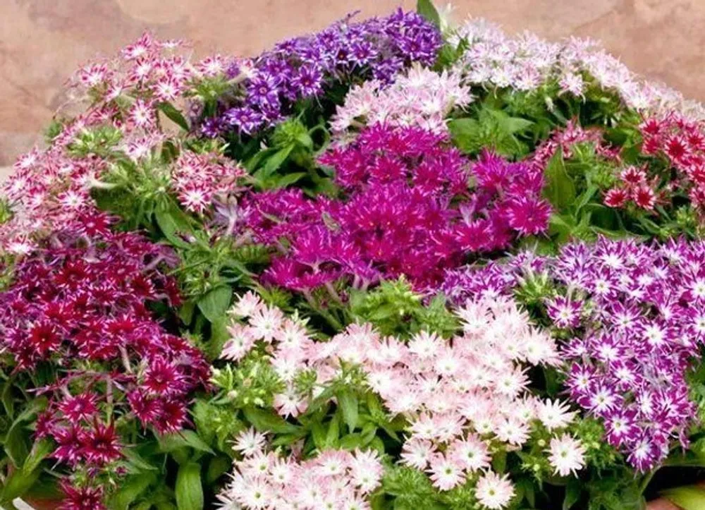 Флоксы Однолетние Купить Семена
