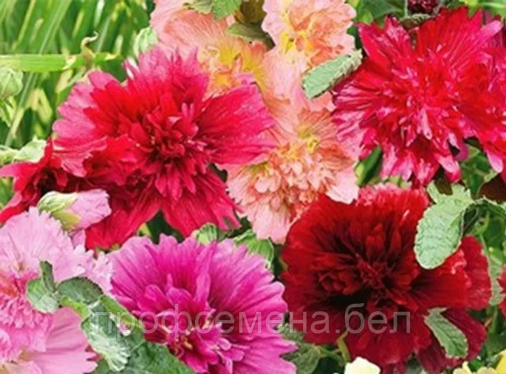 Шток-роза Цветочное диско смесь, семена, 0,3гр., (аэ) - фото 1 - id-p218554598