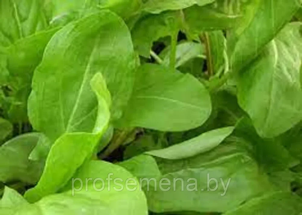 Щавель Чистый лист, семена, 0,5гр, (аэ) - фото 1 - id-p218556498