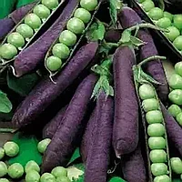 Горох овощной Фиолетовый сахар, семена гороха, 7гр., (аэ)