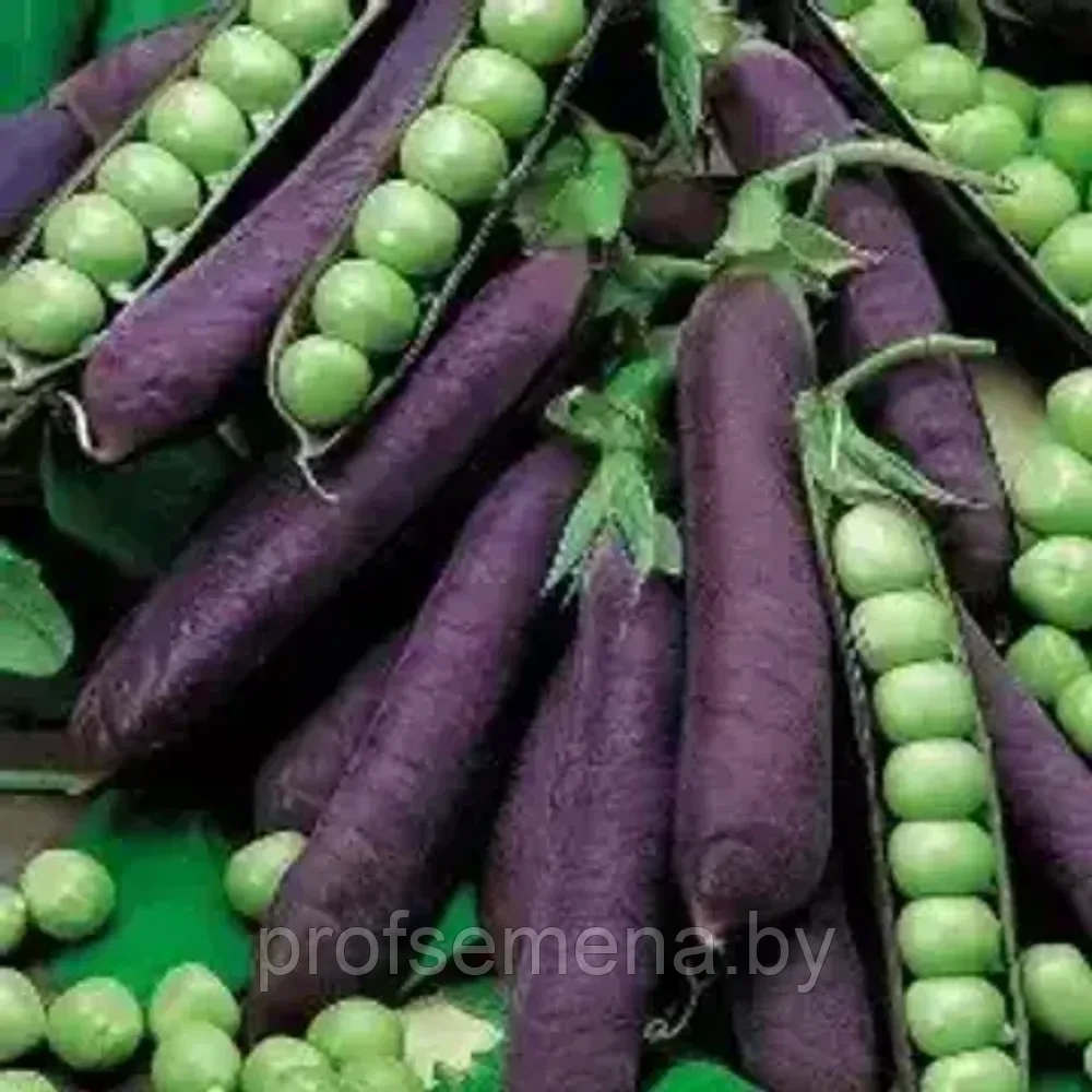 Горох овощной Фиолетовый сахар, семена гороха, 7гр., (аэ) - фото 1 - id-p218562646