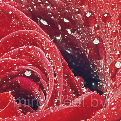 Фотообои листовые Citydecor Красная роза - фото 3 - id-p218590378