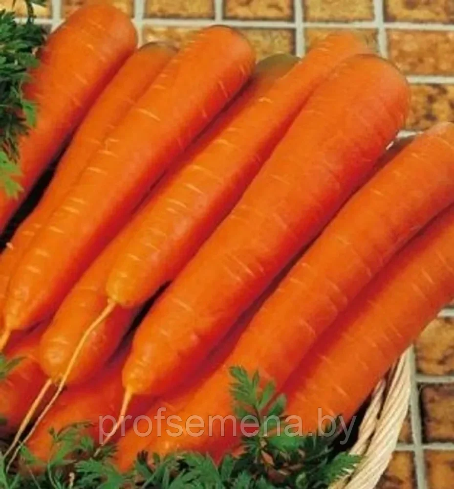 Морковь НИИОХ 336, семена, 2гр., (аэ)