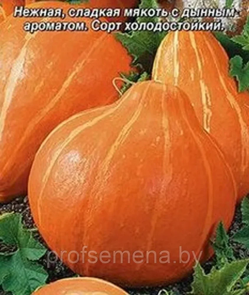 Тыква Россиянка, семена, 2гр, (сдв) - фото 1 - id-p178316738