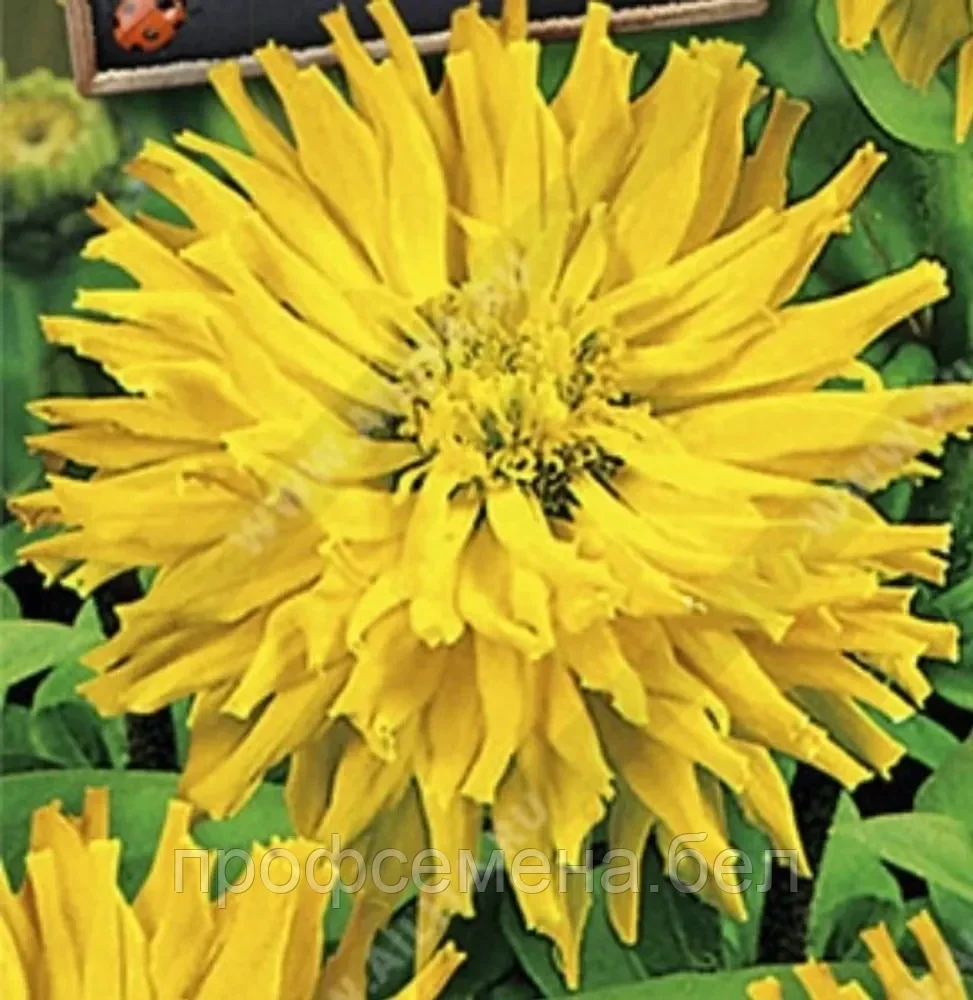 Цинния Богиня кактусовидная, семена, 0,3гр, (аэ) - фото 1 - id-p218725294