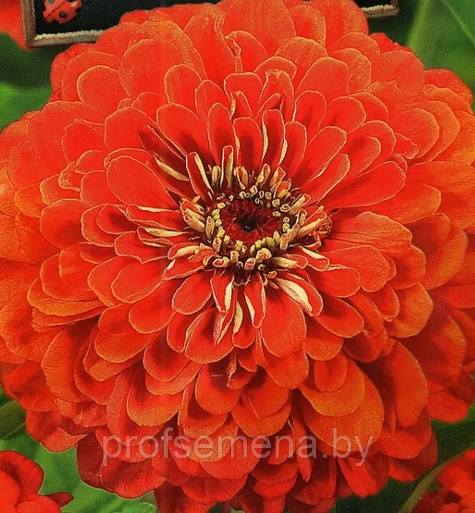 Цинния Крупноцветковая оранжевая, семена, 0,3гр, (аэ) - фото 1 - id-p218729108