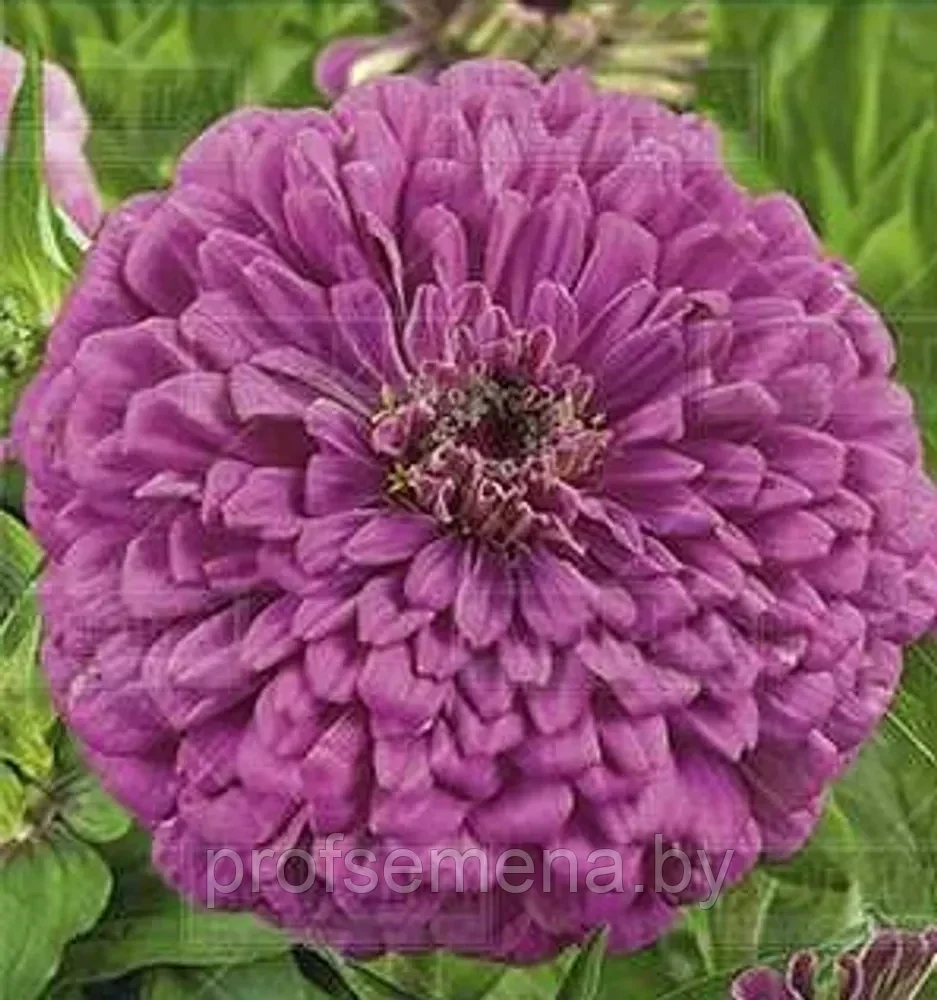 Цинния Крупноцветковая пурпурная, семена, 0,3гр, (аэ) - фото 1 - id-p218732286