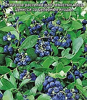 Черника обыкновенная Тёмная ночь, семена, 0,3гр, (аэ)