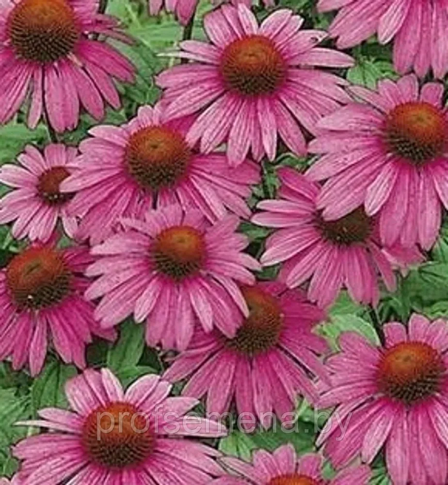 Эхинацея Пурпурная Ливадия, семена, 0,3гр., (аэ) - фото 1 - id-p218745030
