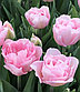 Луковицы тюльпанов Дример, фото 3