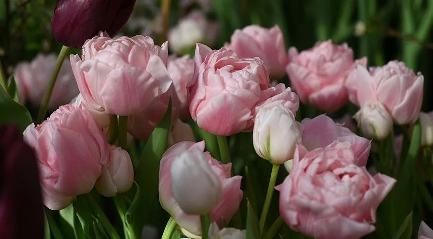 Луковицы тюльпанов Дример - фото 2 - id-p77027434