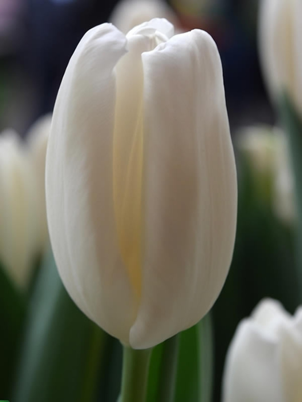 Луковицы белых тюльпанов Dutch Mountain - фото 1 - id-p77030191
