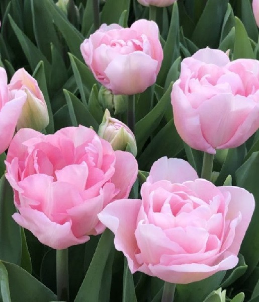 Луковицы пионовидных тюльпанов Фокстрот - фото 4 - id-p218775460
