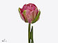 Луковицы пионовидных тюльпанов Фокстрот, фото 5