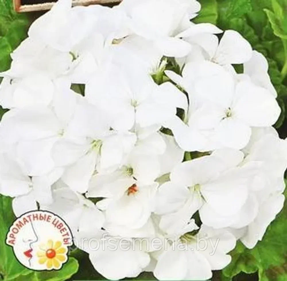 Пеларгония Магия лета белая, семена цветов, 5 шт., (аэ)
