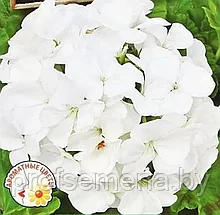 Пеларгония Магия лета белая, семена цветов, 5 шт., (аэ)