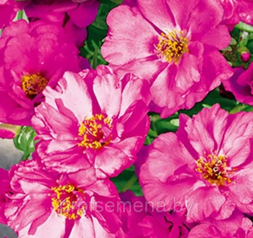 Портулак махровый розовый, семена, 0,05гр., (аэ) - фото 1 - id-p218956695