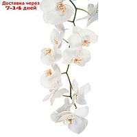 Фотообои "Белая орхидея" С-053 (1 полотно), 95x220 см